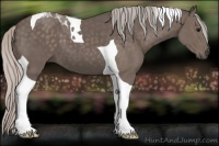 Horse Color:Silver Black Tobiano 
