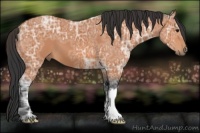 Horse Color:Bay Ice 