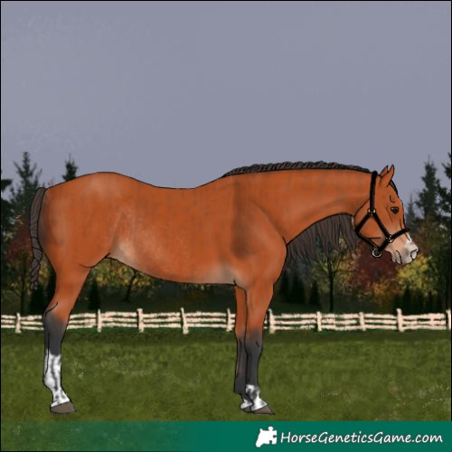 Horse Color:Bay Sabino Rabicano and Bay Sabino Rabicano