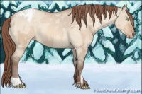 Horse Color:Amber Champagne Dun Sabino Tobiano Appaloosa  and Amber Champagne Dun Sabino Tobiano Appaloosa 