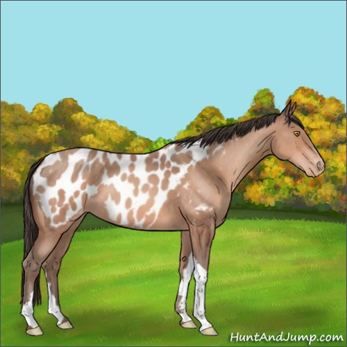 Horse Color:Sable Champagne Appaloosa 