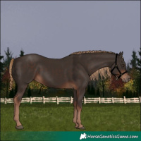 Horse Color:Liver Chestnut Rabicano 