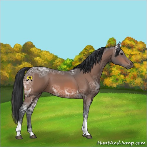 Horse Color:Bay Ice Tobiano 
