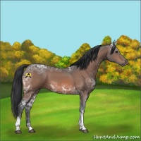 Horse Color:Bay Ice Tobiano 