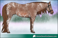 Horse Color:Chestnut Ice