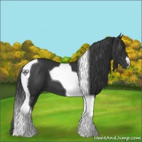 Horse Color:Black Tobiano