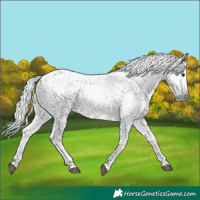 Horse Color:Gray Silver Smoky Black