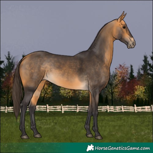 Horse Color:Buckskin 