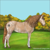 Horse Color:Chestnut Ice 