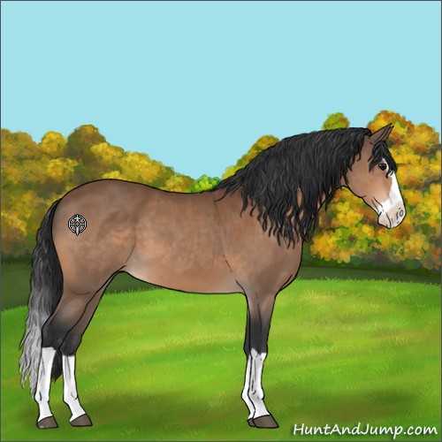 Horse Color:Bay Splash