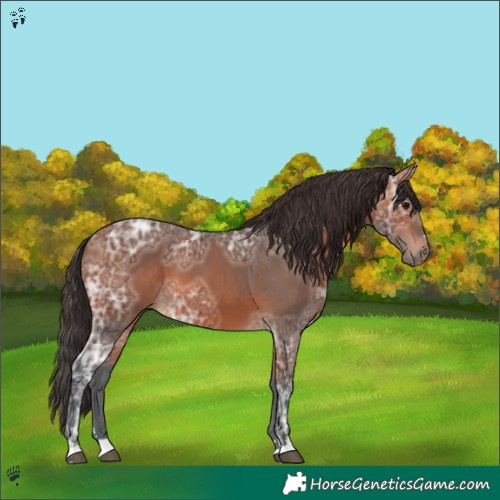 Horse Color:Bay Ice 