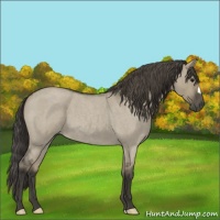 Horse Color:Smoky Grullo Roan 