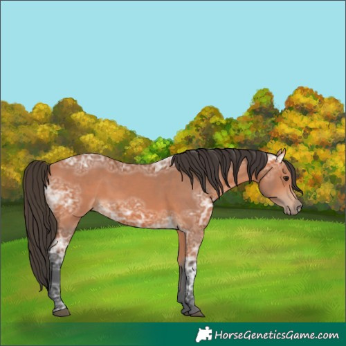 Horse Color:Bay Ice 