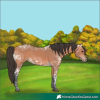Horse Color:Bay Ice