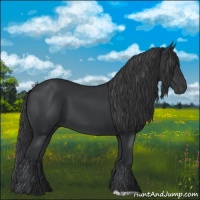 Horse Color:Black 