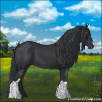 Horse Color:Black 