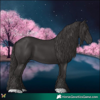 Horse Color:Smoky Black 