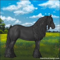 Horse Color:Black 