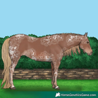 Horse Color:Chestnut Ice