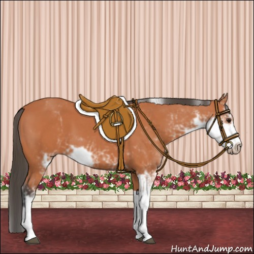 Horse Color:Bay Sabino 