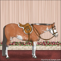 Horse Color:Bay Sabino 