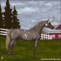 Horse Color:White Spotted Liver Red Roan 