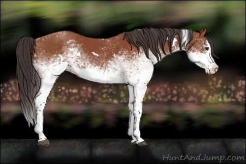 Horse Color:White Spotted Bay Splash 