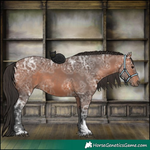 Horse Color:Bay Ice 