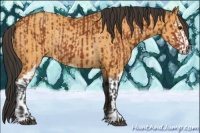 Horse Color:Bay Sabino Rabicano  and Buckskin Sabino Rabicano 