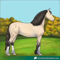 Horse Color:Buckskin Dun