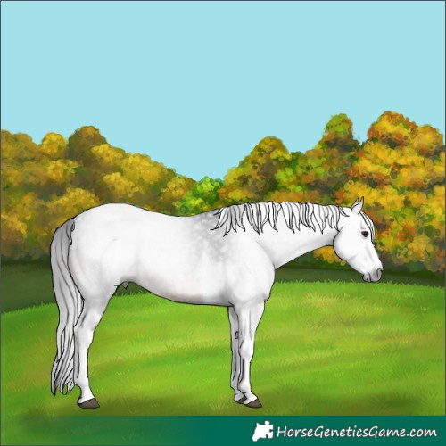 Horse Color:Gray Brown Splash Tobiano Appaloosa Rabicano 