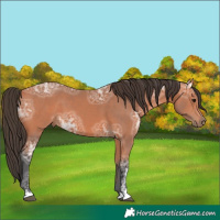 Horse Color:Bay Ice 