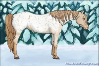Horse Color:Red Dun Appaloosa  and Red Dun Appaloosa 