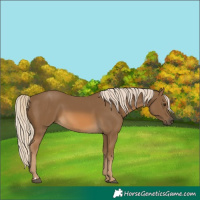 Horse Color:Chocolate Palomino 