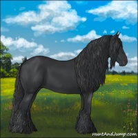 Horse Color:Black 