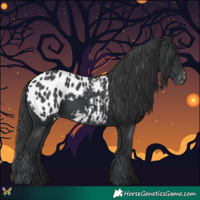 Horse Color:Black Appaloosa 