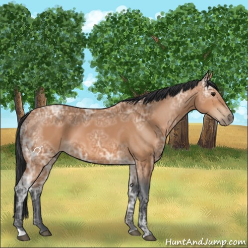 Horse Color:Bay Ice 
