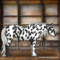 Horse Color:Liver Chestnut Mushroom Appaloosa