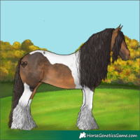 Horse Color:Buckskin Tobiano