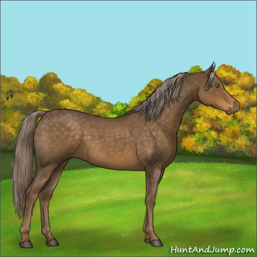 Horse Color:Chocolate Palomino Roan 