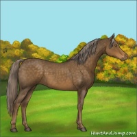 Horse Color:Chocolate Palomino Roan 