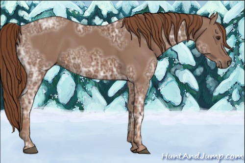 Horse Color:Chestnut Ice 