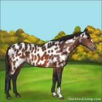 Horse Color:Bay Appaloosa 