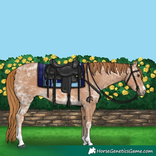 Horse Color:Chestnut Ice 