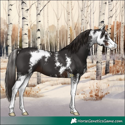 Horse Color:Liver Chestnut Sabino 