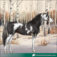Horse Color:Liver Chestnut Sabino 