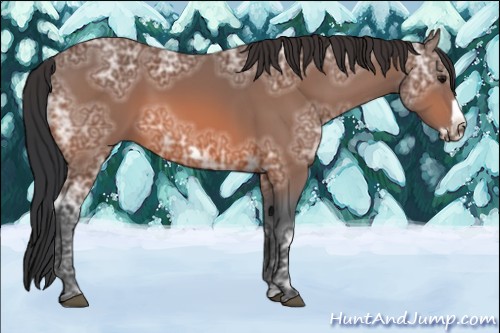 Horse Color:Bay Ice Frame 