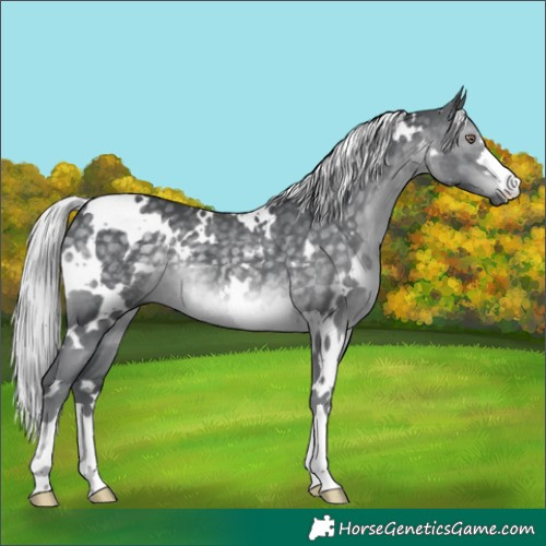 Horse Color:White Spotted Silver Black Chinchilla