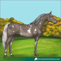 Horse Color:White Spotted Silver Black 