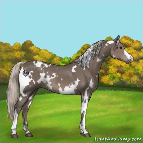 Horse Color:White Spotted Silver Black 